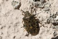 Rhaphigaster nebulosa