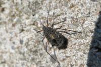 Tuberolachnus salignus