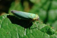 Cicadella viridis