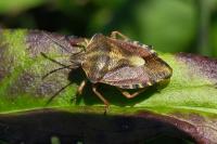 Carpocoris purpureipennis
