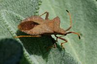 Coreus marginatus