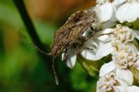 Stictopleurus punctatonervosus