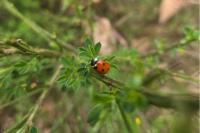 Coccinella septempunctata