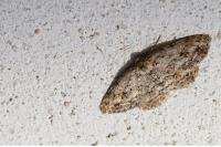 Ectropis crepuscularia