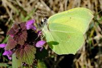 Gonepteryx rhamni