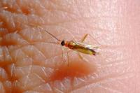 Campyloneura virgula