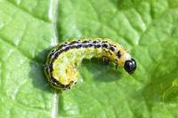 Cydalima perspectalis