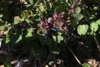 Xylocopa violacea