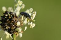 Malachius bipustulatus