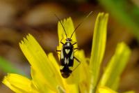 Grypocoris sexguttatus