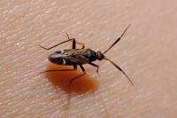 Cremnocephalus alpestris