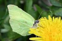 Gonepteryx rhamni