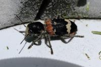 Clerus mutillarius