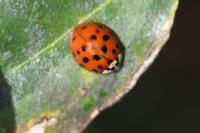Harmonia axyridis