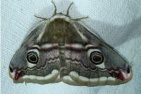 entomo