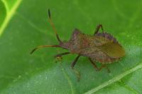 Coreus marginatus