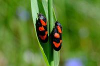 Cercopis vulnerata