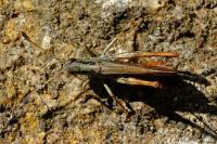 Gomphocerippus rufus