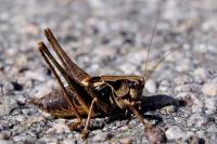 Pholidoptera griseoaptera