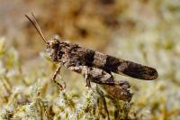 Oedipoda caerulescens