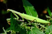 Mantis religiosa