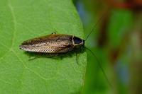 Ectobius sylvestris