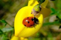 Coccinella septempunctata