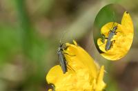 Oedemera