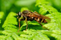 Coenomyia ferruginea