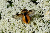 Ectophasia crassipennis