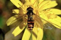 Episyrphus balteatus