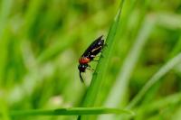 Eutomostethus ephippium