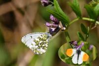Anthocharis cardamines