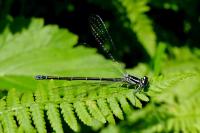 Coenagrion puella
