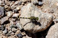 Onychogomphus forcipatus