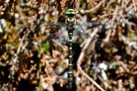 Cordulegaster bidentata