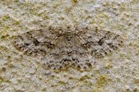 Ectropis crepuscularia