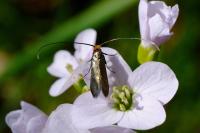 Cauchas rufimitrella