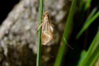Nematopogon swammerdamella