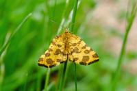 Pseudopanthera macularia