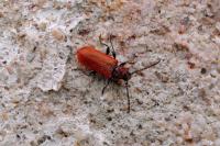 Pyrrhidium sanguineum