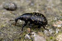 Liparus germanus
