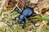 Timarcha tenebricosa