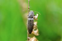 Athous haemorrhoidalis