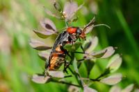 Cantharis rustica