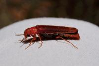 Elateroides dermestoides