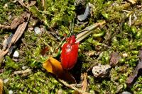 Lilioceris merdigera