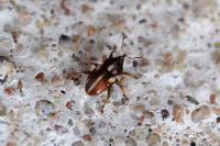 Tychius quinquepunctatus