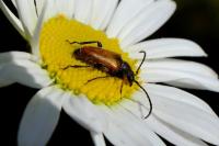 Pseudovadonia livida