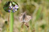 Erynnis tages